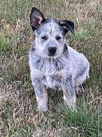 Australian Cattle Dog for sale by CARRAWARN