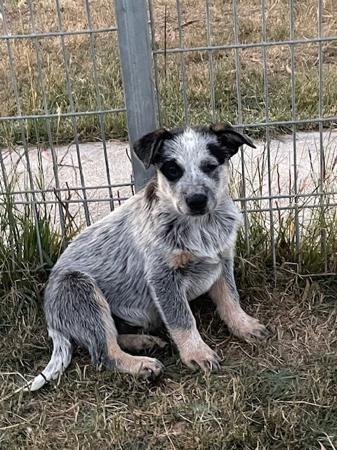 Australian Cattle Dog for sale by CARRAWARN