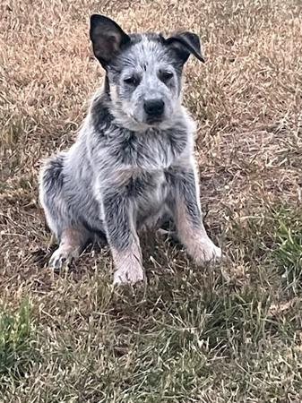 Australian Cattle Dog for sale by CARRAWARN