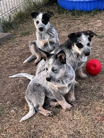 Australian Cattle Dog for sale by CARRAWARN