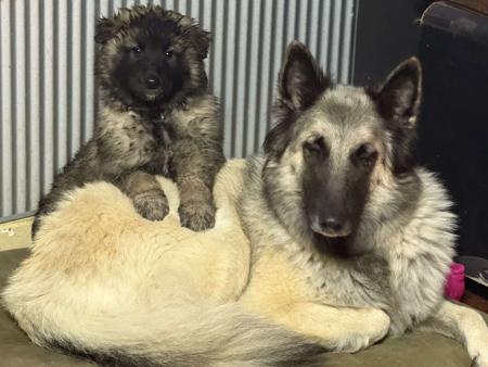 Belgian Shepherd Dog (Tervueren) puppy for sale by BELGIANSHEPHERDSTAS