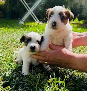 Jack Russell Terrier for sale by BASILHAWK