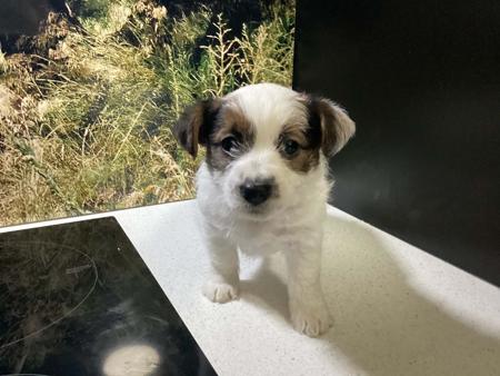 Jack Russell Terrier for sale by BASILHAWK