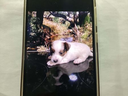 Jack Russell Terrier puppy for sale by JANETHAWKER