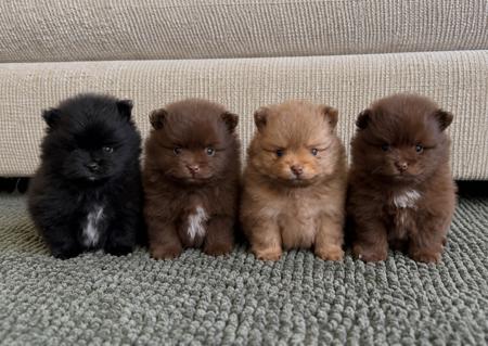 Pomeranian for sale by CHOCOLATIERS