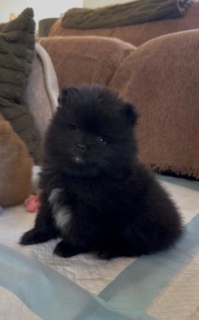 Pomeranian for sale by CHOCOLATIERS