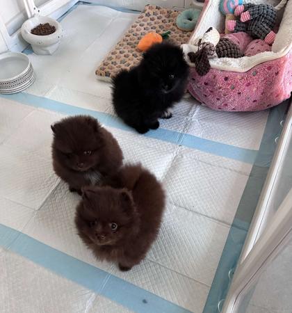 Pomeranian for sale by CHOCOLATIERS