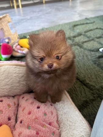 Pomeranian for sale by CHOCOLATIERS