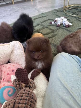Pomeranian for sale by CHOCOLATIERS