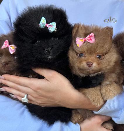 Pomeranian puppy for sale by CHOCOLATIERS