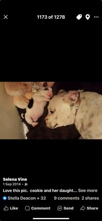 Staffordshire Bull Terrier for sale by TRIFFSTAFF