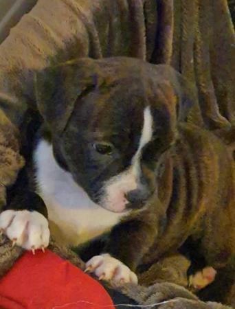 Staffordshire Bull Terrier for sale by TRIFFSTAFF