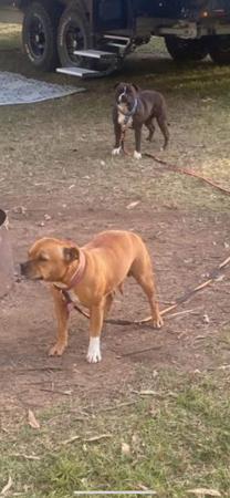Staffordshire Bull Terrier for sale by TRIFFSTAFF