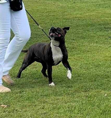 Staffordshire Bull Terrier for sale by TRIFFSTAFF