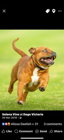 Staffordshire Bull Terrier for sale by TRIFFSTAFF