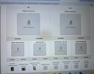 Staffordshire Bull Terrier puppy for sale by TRIFFSTAFF