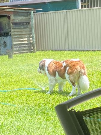 St Bernard for sale by ALEGRESANTOS