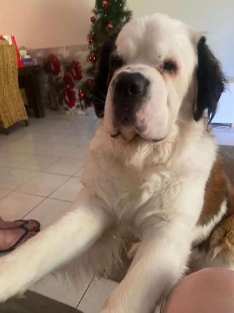 St Bernard for sale by ALEGRESANTOS