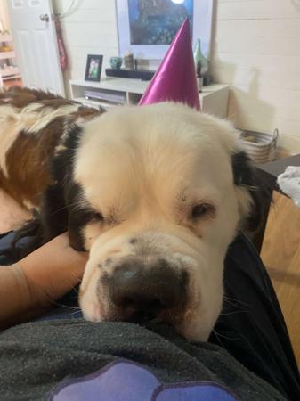 St Bernard for sale by ALEGRESANTOS