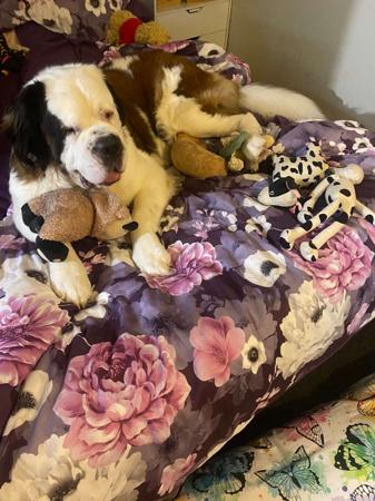 St Bernard for sale by ALEGRESANTOS