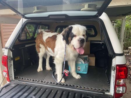 St Bernard for sale by ALEGRESANTOS