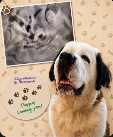 St Bernard for sale by ALEGRESANTOS