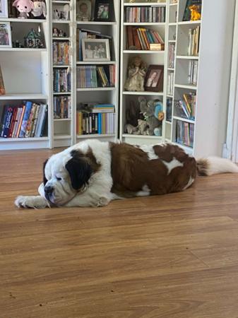 St Bernard for sale by ALEGRESANTOS