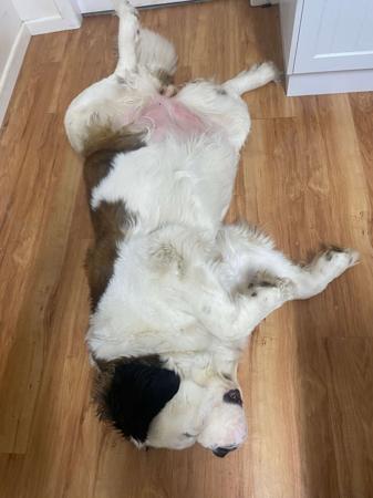 St Bernard for sale by ALEGRESANTOS