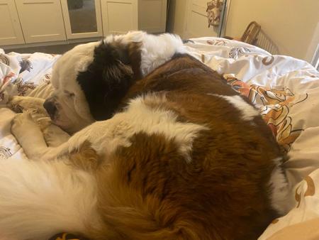 St Bernard for sale by ALEGRESANTOS