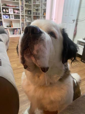 St Bernard for sale by ALEGRESANTOS