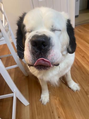 St Bernard for sale by ALEGRESANTOS