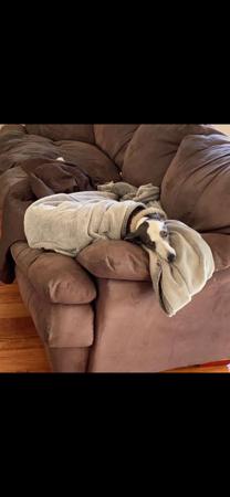 Whippet for sale by LUCKYTIA