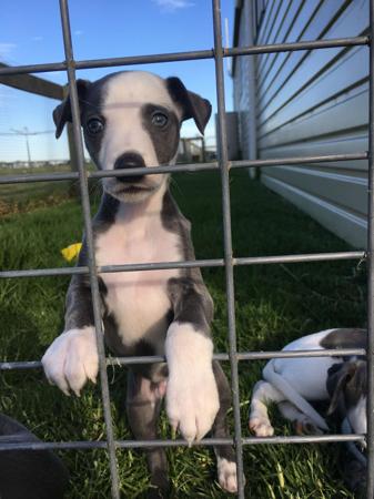 Whippet for sale by LUCKYTIA