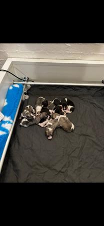 Whippet for sale by LUCKYTIA