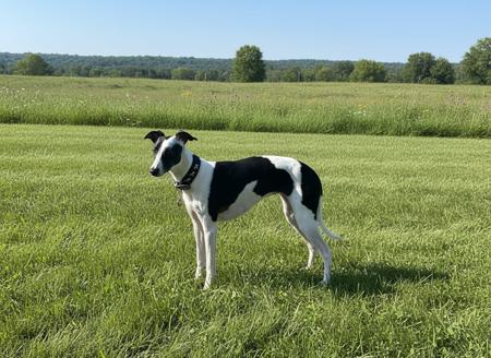 Whippet for sale by LUCKYTIA