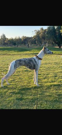 Whippet for sale by LUCKYTIA