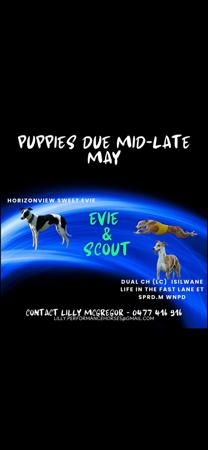 Whippet puppy for sale by LUCKYTIA