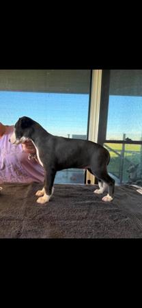 Whippet puppy for sale by LUCKYTIA