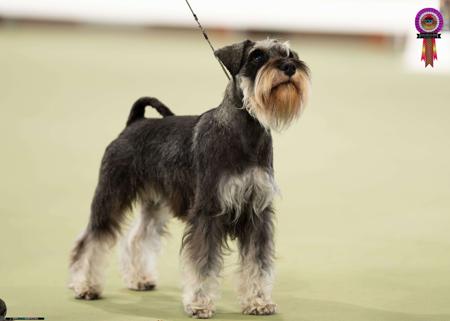 Schnauzer (Miniature) for sale by MARMIS