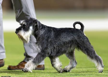 Schnauzer (Miniature) for sale by MARMIS