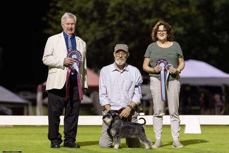 Schnauzer (Miniature) for sale by MARMIS