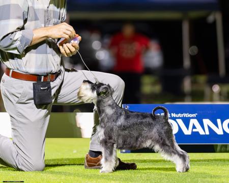 Schnauzer (Miniature) for sale by MARMIS