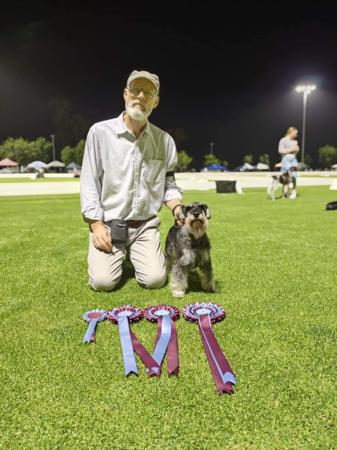 Schnauzer (Miniature) for sale by MARMIS