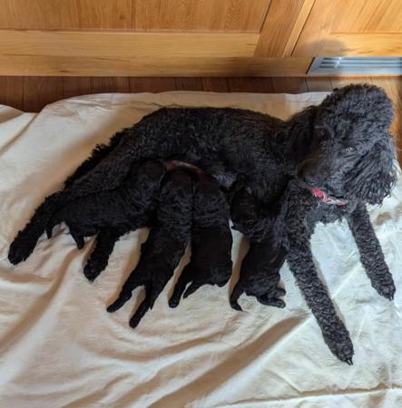 Poodle (Miniature) for sale by THALIAMIN