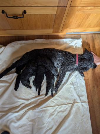 Poodle (Miniature) for sale by THALIAMIN