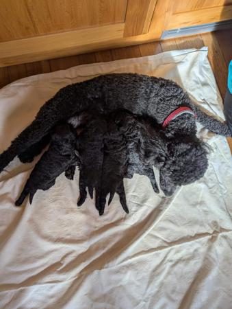 Poodle (Miniature) for sale by THALIAMIN