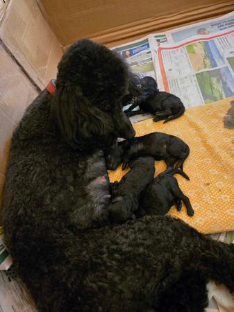 Poodle (Miniature) for sale by THALIAMIN