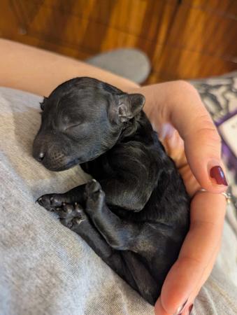 Poodle (Miniature) for sale by THALIAMIN