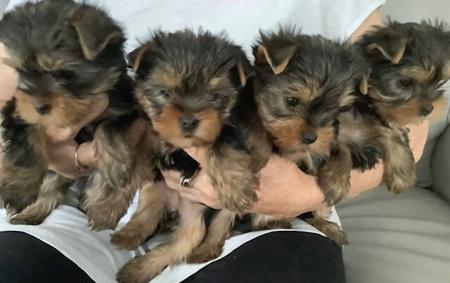 Yorkshire Terrier for sale by HAVENBROOKE