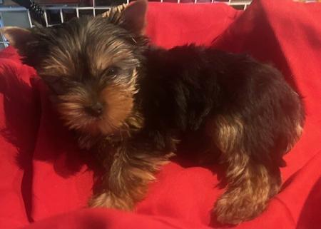 Yorkshire Terrier for sale by HAVENBROOKE